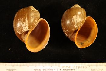 Media type: image; Malacology 258087